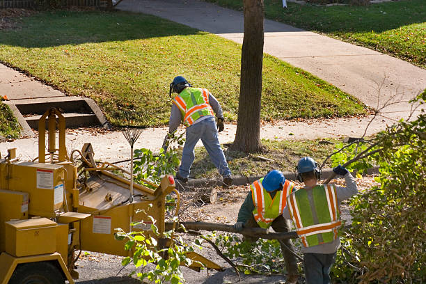 Best Lawn Renovation and Restoration  in Eagle Point, AL